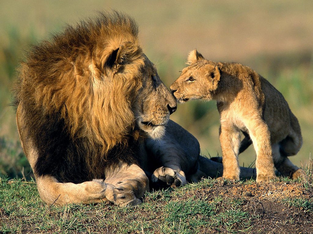 Lion Kisses